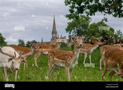 A Herd Of Fallow Deer Graze In A Long Grassed Meadow With A