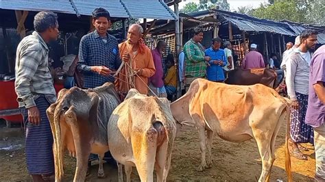 আজ ১ মার্চ ২৪ সবচেয়ে কমদামে শুকনো হাড্ডিসার গাভী গরুর দাম Haddi