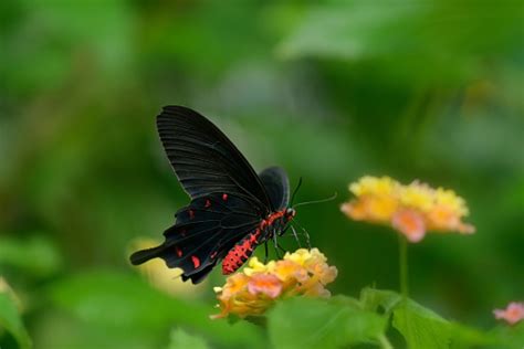Redbodied Swallowtails Butterfly Stock Photo Download Image Now