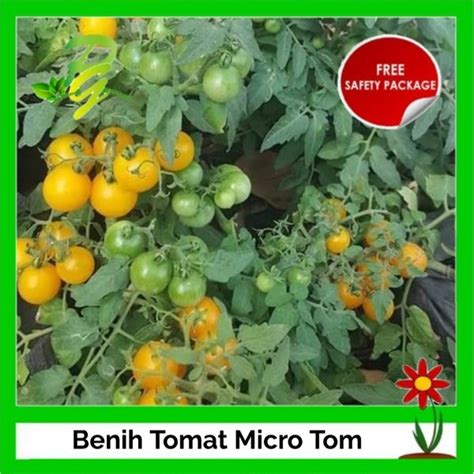 Jual Benih Tomat Cherry Kerdil Micro Tom Tomato Isi 5 Biji Tomat Hias
