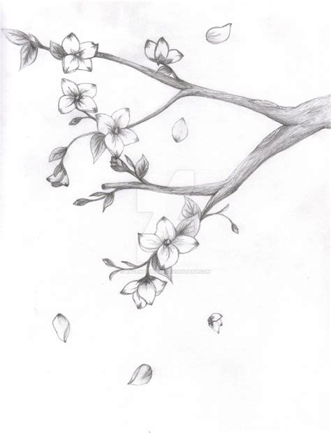 Cherry Blossom Pencil Drawing At Explore