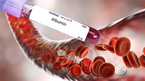 Albumin Alb In Blood Is Instrumental In Enabling Human Fertilization