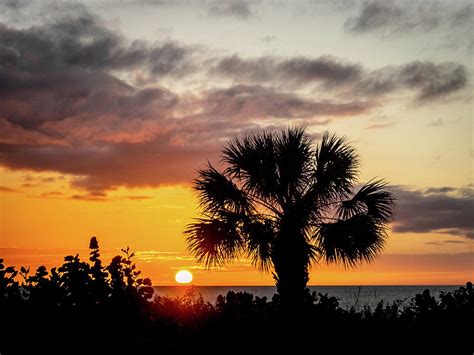 Sabal Sunset Photograph By David Choate