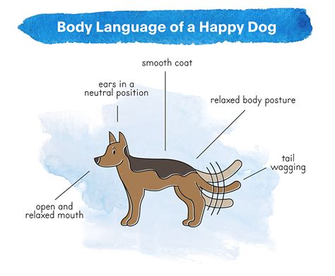 How To Read Dog Body Language Common Gestures And Expressions