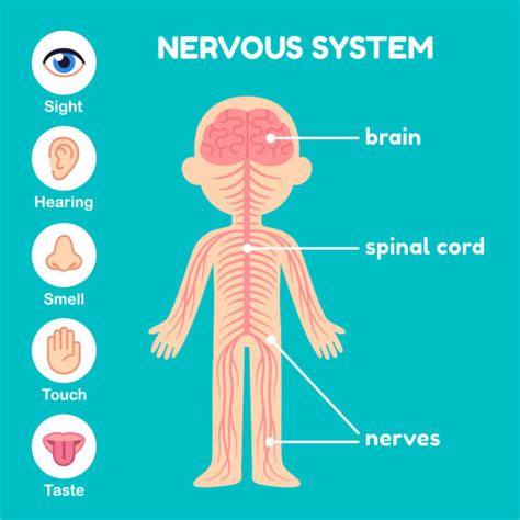 The nervous system, along with the endocrine system 1. Central Nervous System Illustrations, Royalty-Free Vector ...