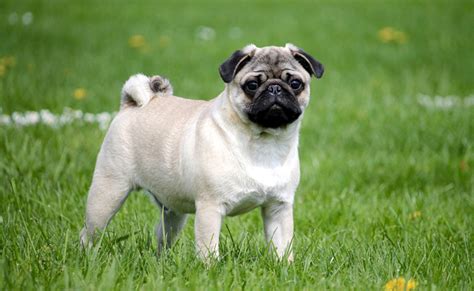 Le Carlin Ou Pug Petit Chien Attendrissant Caractère Origine