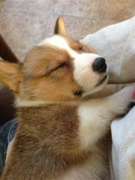 Corgi puppy climbs on owner sleeping on couch. doggiessleeping | Corgi puppy, Welsh corgi puppies, Corgi sleeping