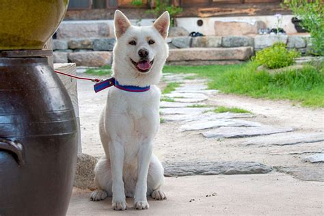 Jindo Dog Breed Information And Characteristics Daily Paws