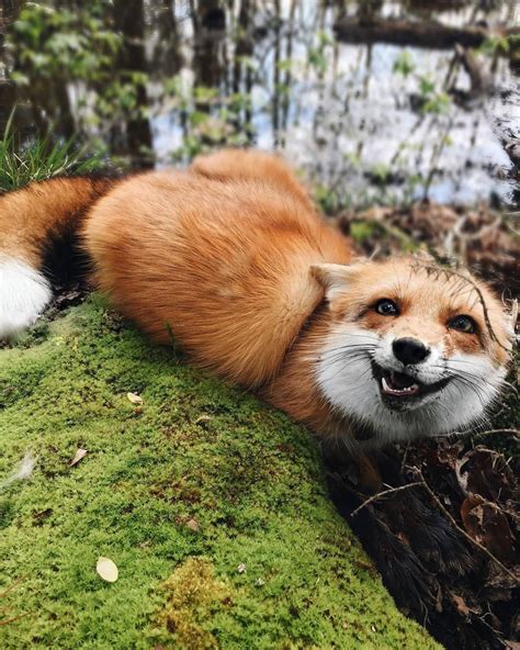 Everythingfox Just Hangin Out In Moss Doing Fox Things Smiling And