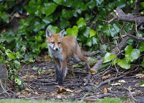 Urban Fox Cubs Exploring Near Their Den Stock Image Image Of Meadow