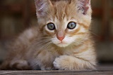 Free Images : animal, pet, kitten, fauna, heal, blue eye, close up ...