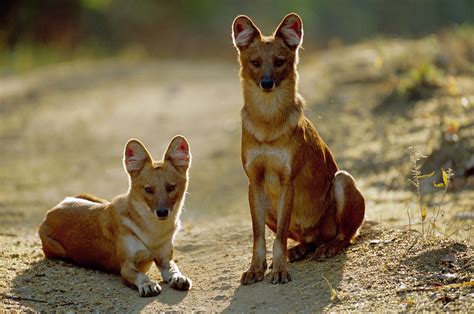 The Dhole Cuon Alpinus Is Also Called The Asiatic Wild Dog Or Indian