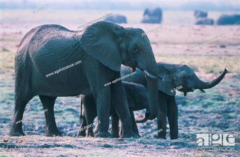 Afrikanischer Elefant Jungtier Stock Photo Picture And Rights Managed