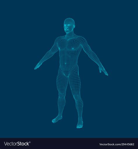 3d Wireframe Human Body T Pose Front View Vector Image Images