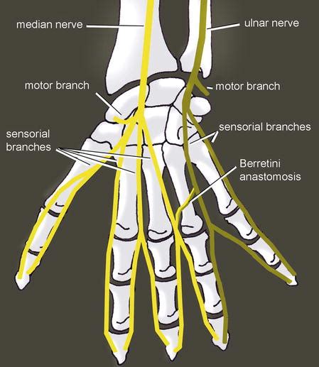 Entrapment Syndromes Of The Median Nerve Musculoskeletal Key