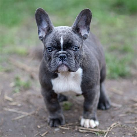 We have both males and females, beautiful short, true to form puppies excellent pedigree. Blue French Bulldog - The Ultimate Guide - French Bulldog ...