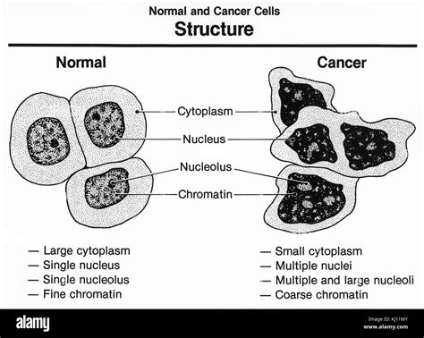 Normal And Cancer Cells Structure Stock Photo Alamy