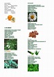 Taxonomia plantas