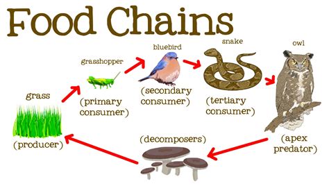 Food Chain Definition Ecology
