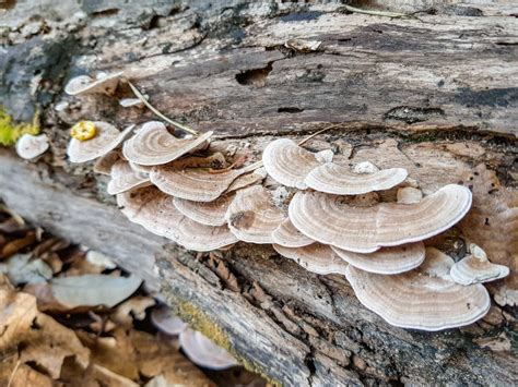 Wild Thin Plate Shaped Mushrooms Grow On Dead Tree Stock Image Image