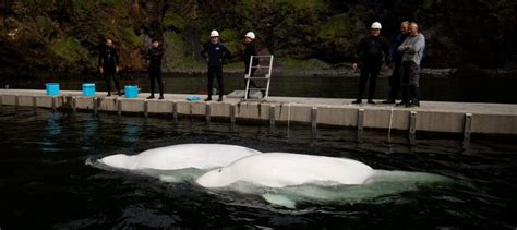 Another First For Captive Whales And Dolphins The Whale Sanctuary