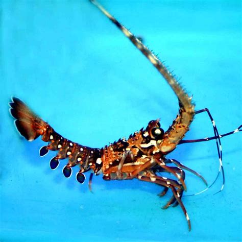 Spiny Lobster Panulirus Sp Small