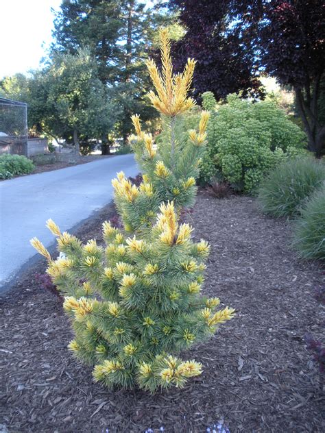 10 Types Of Pine Trees Everyone Should Know American Conifer Society