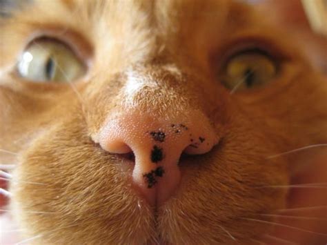What Are The Black Spots On My Orange Cats Mouth And Nose Cat Nose