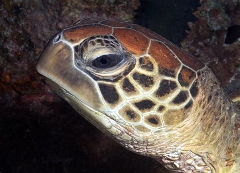 Green Turtle Macro By Tourism Queensland Via Flickr Tortoise Turtle