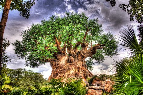 Tree Of Life Atdisneyagain Disneys Animal Kingdom Hd Wallpaper Pxfuel