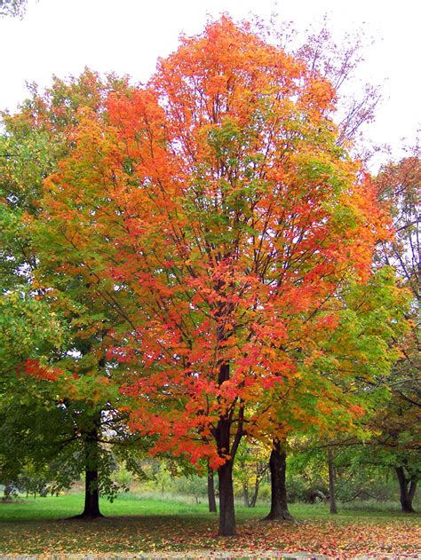 Autumn Tree Free Stock Photo Public Domain Pictures