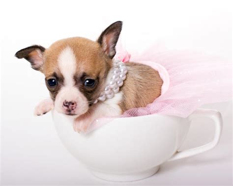 Miniature Teacup Chihuahuas Slideshow