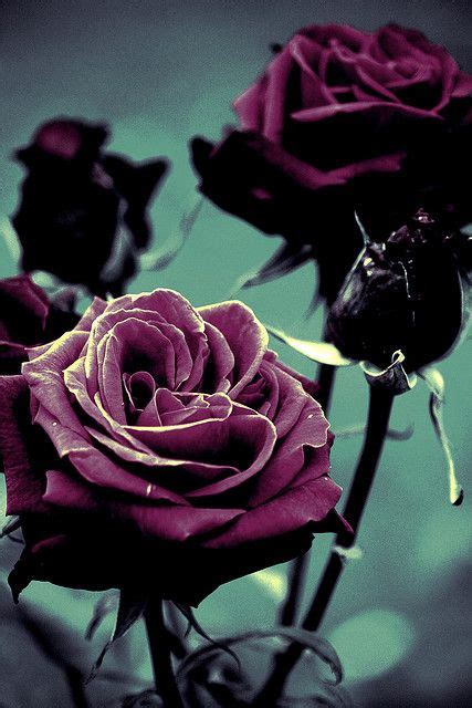 244 Best Gothic Roses Images On Pinterest Black Roses