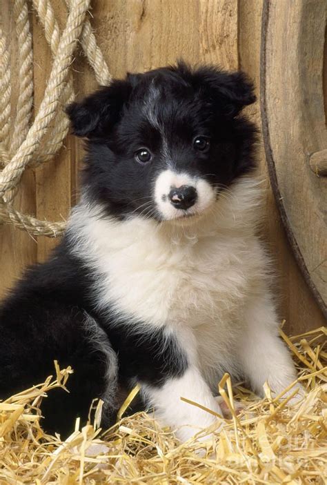 Border Collie Puppy Dog Photograph By John Daniels Cute Animals