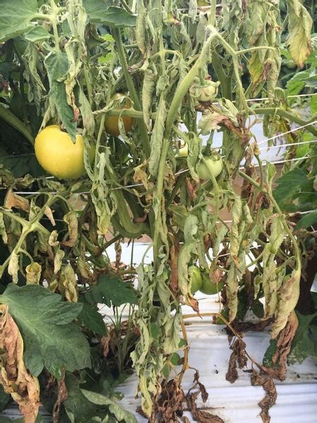 Southern Blight In Tomatoes Nc Cooperative Extension