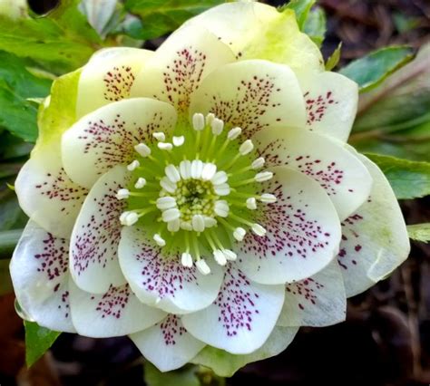 Beautiful Rare Flower Names Hortofilia Beautiful Flower Names