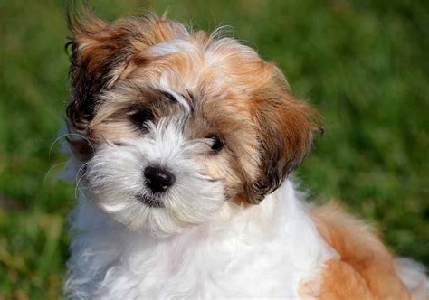 Teddy Bear Dog Breeds The Pups That Look Like Cuddly Toys 2023