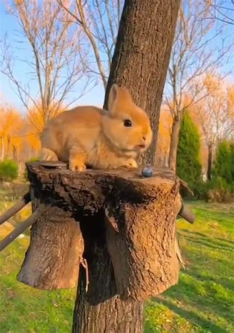 Cute Rabbit 🐇🐇🐇 Youtube