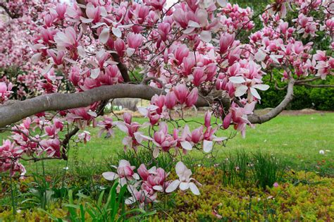 Anna Wrobel Photography Magnolia Bloom At The Smithsonian Castle