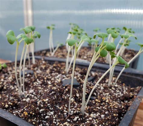 Fix Thin Tomato Seedlings Tips From Experienced Gardeners