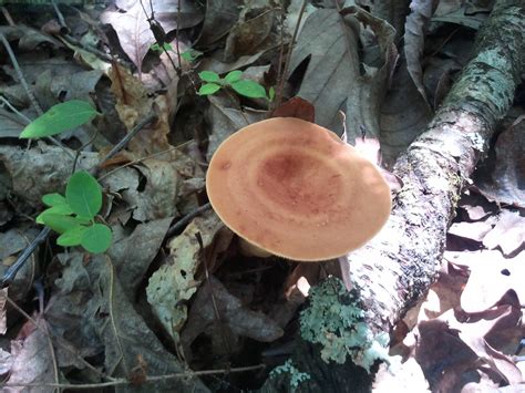 North Georgia Finds Mushroom Hunting And Identification