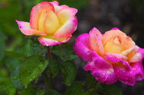 Love And Peace Peace Rose Hybrid Tea Roses Rose