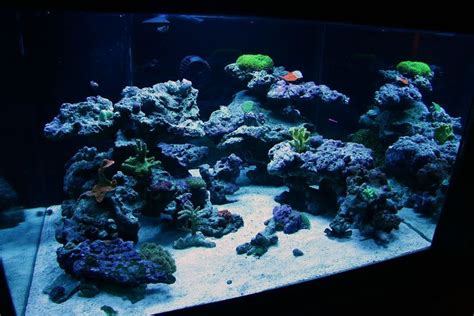 Top Reef Tank Aquascapes Current Tank Info 30x30x18 70 Gallon Cube