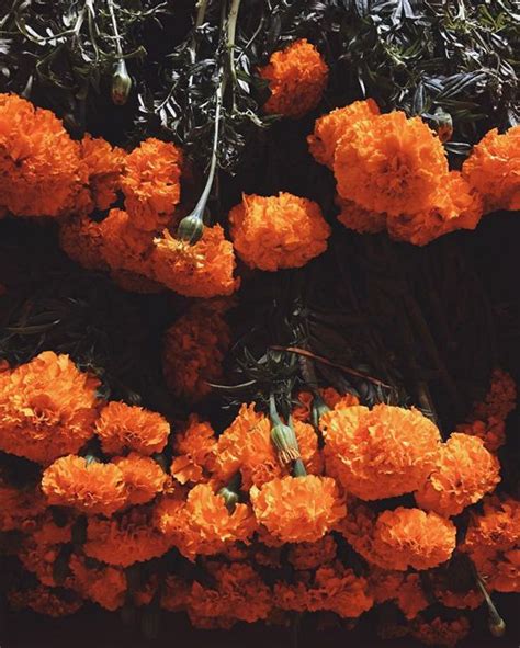Marigolds Designlovefest Orange Aesthetic Flower Aesthetic
