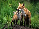 Mom and baby foxes - Fox Photo (24577048) - Fanpop
