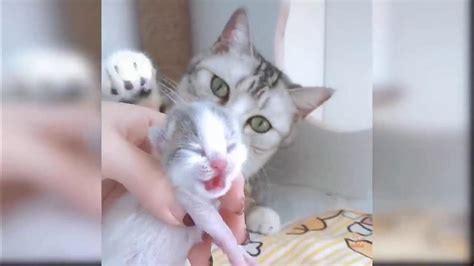 Małe Koty Kompilacja Filmów Z Zabawnymi I Uroczymi Kotami 2021 19 Youtube