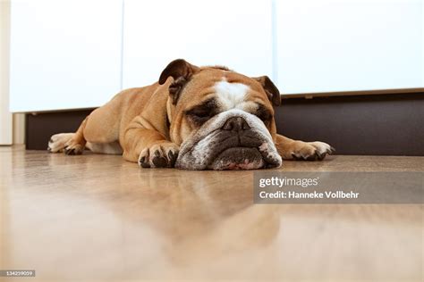 English Bulldog Sleeping High Res Stock Photo Getty Images