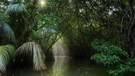 Jungle Natural Tropical Jungle — Stock Photo © Szefei 155937648