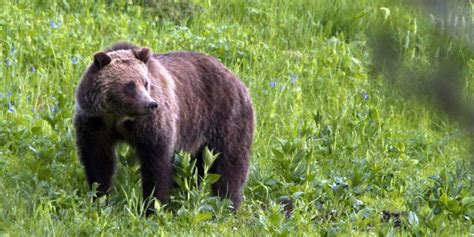 Court Overturns Federal Authorization To Kill 72 Grizzlies Near Yellowstone