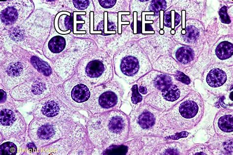 Pictures Of Animal Cells Under A Microscope Micropedia
